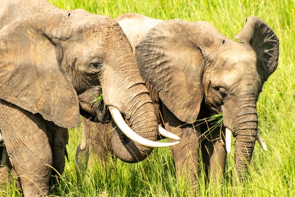 elephants at queen elizabeth national park uganda