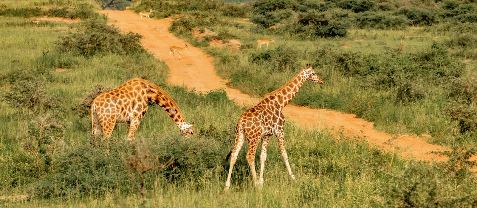 Giraffes at the national park during game drive