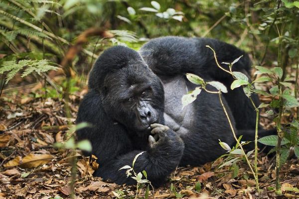 Gorilla Trekking in Uganda Bwidi National Park