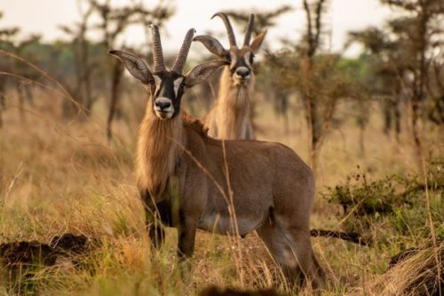 Roan Antelope at Pian Upe Wildlife Reserve
