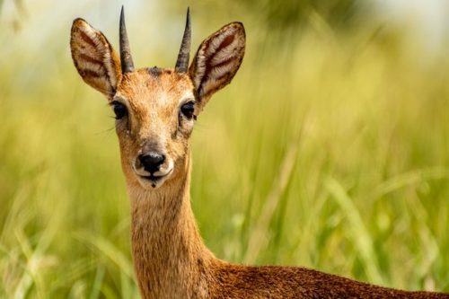 Uganda kob impala antelope