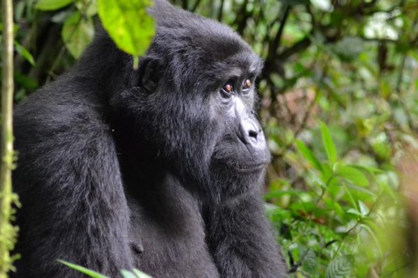 Gorilla Trekking in Uganda Bwidi National Park