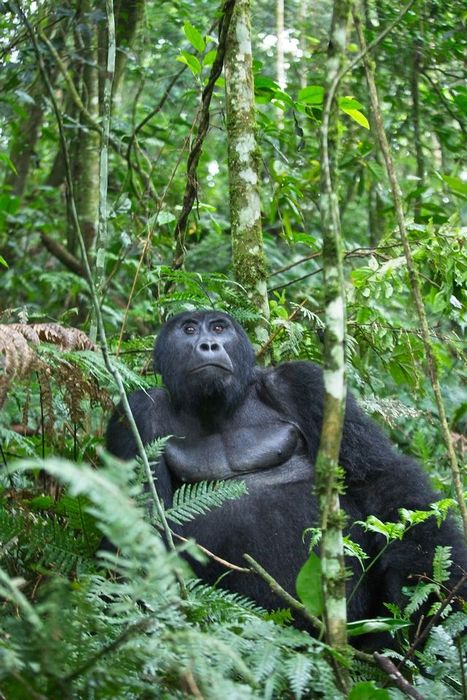 come to uganda for gorilla trekking