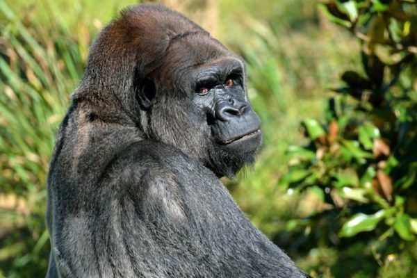Gorilla Trekking in Uganda Bwidi National Park