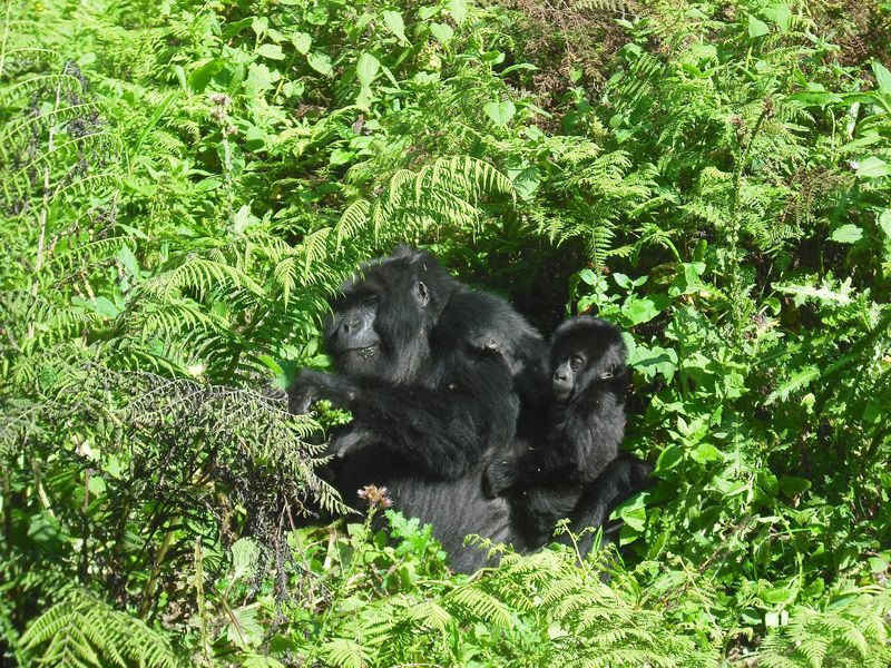 Gorillas in Bwindi National Park Uganda