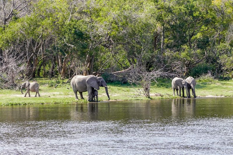 Elephants at the river nile in murchison national park