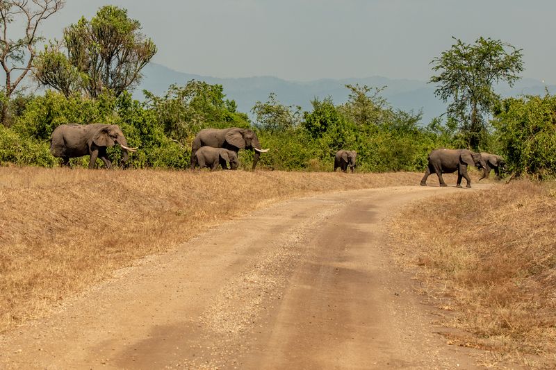 Elephants crossing road in Queen Elizabeth national park