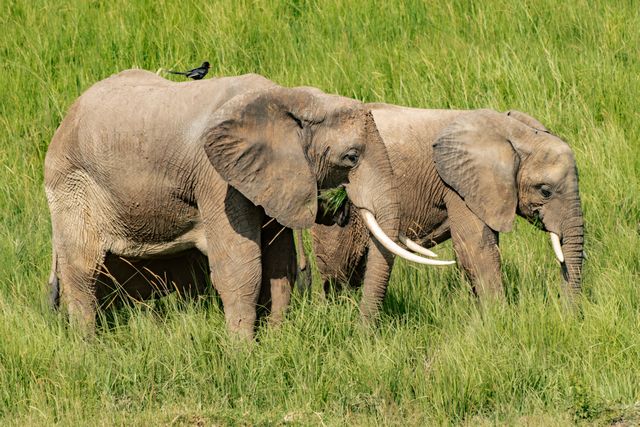 Elephants grasing in murchison falls national park