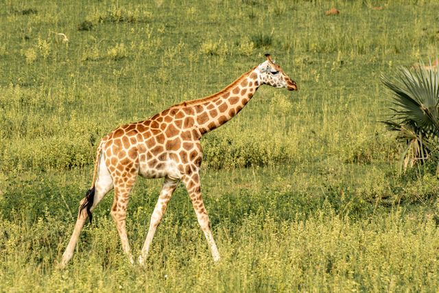 Giraffe in Valley