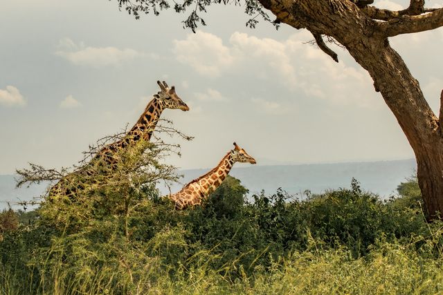 Giraffes in murchison falls national park
