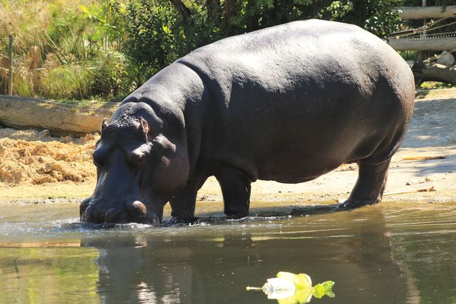 Hippo at the lake