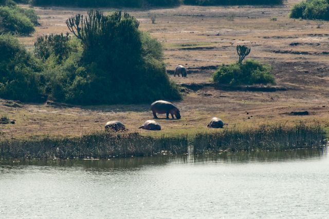 Hippos on the shores