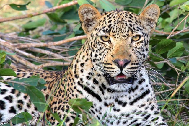 Leopard closeup