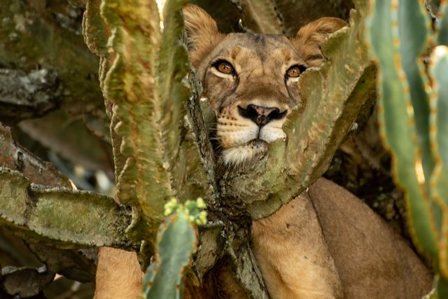 Lion in a tree in Queen Elizabeth national park