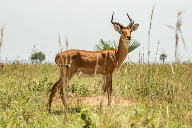 Ugandan Kob in the Valley