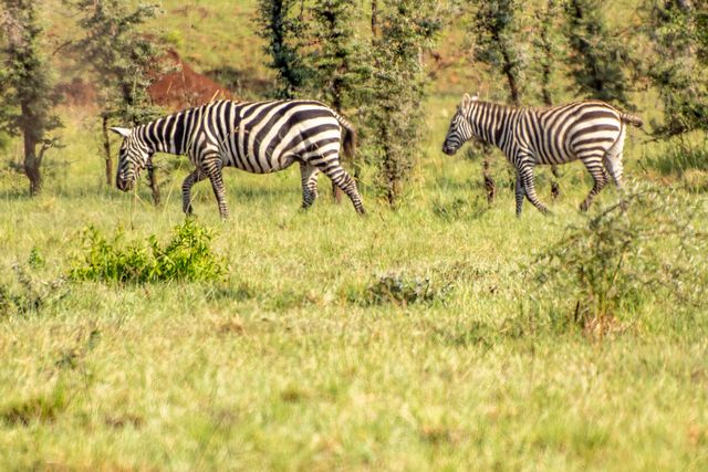 Zebras in the Valley