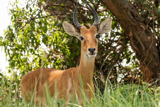 antelope in murchison fall national park