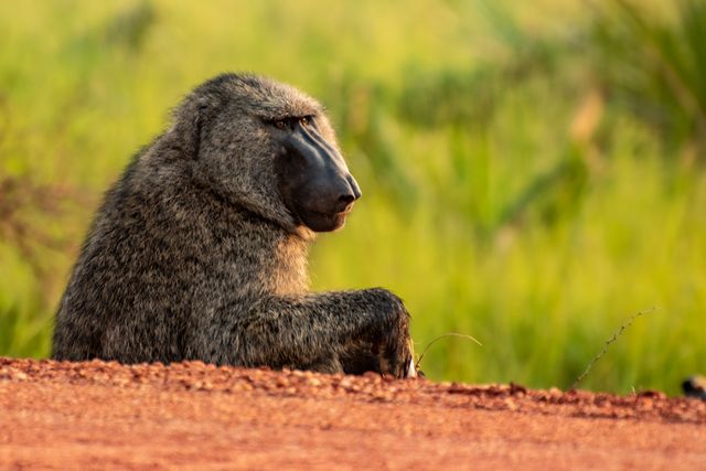 baboon queen elizabeth national park