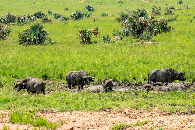 buffaloes in murchison falls national park