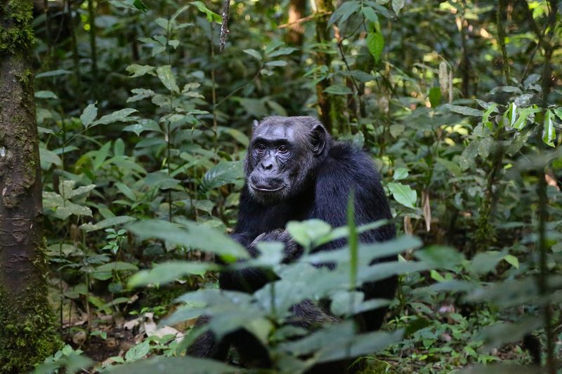 chimpanzee trekking in kibale forest