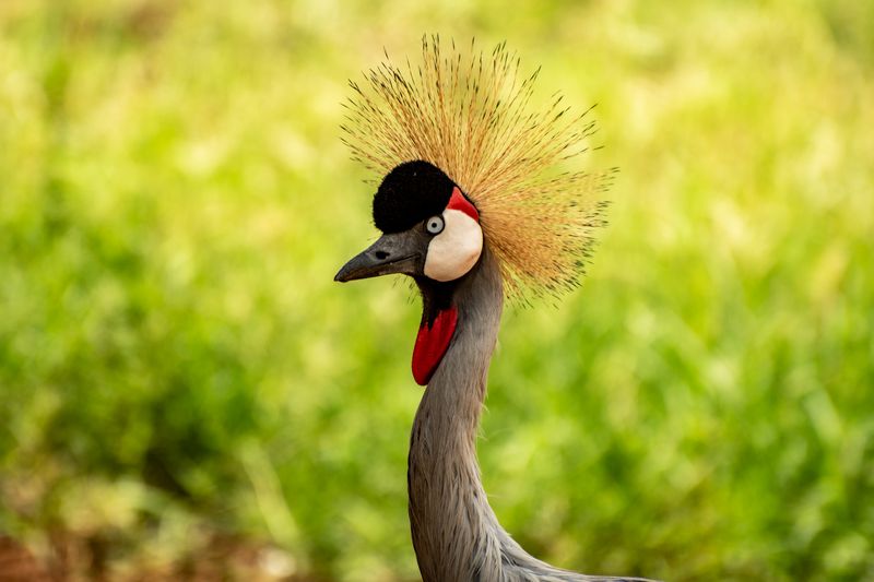 ugandan crested crane