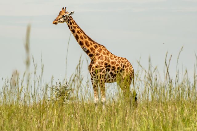 giraffe in murchison falls national park