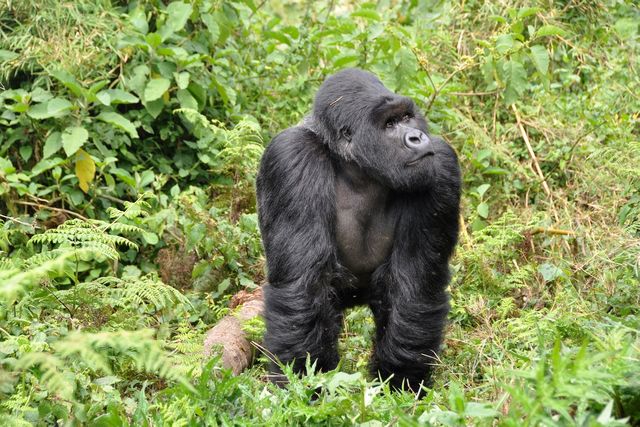 gorilla safari in uganda
