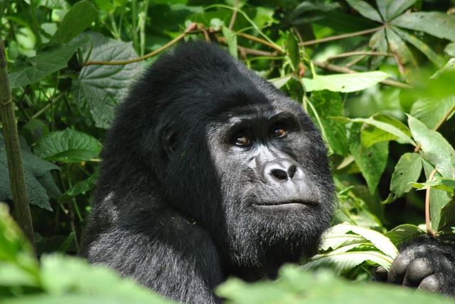 gorilla trekking bwindi impenetrable forest