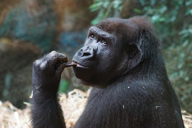 gorilla trekking uganda safari