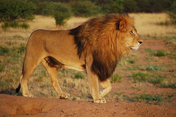 Lion walking in the valley