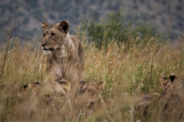 lions in national park african safari