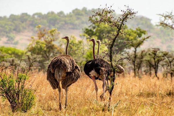 Ostrichs in wildlife reserve
