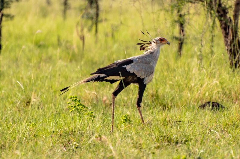 secretary bird walking in pian upe wildlife reserve