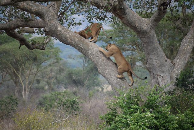 tree climbing lion in queen elizabeth national park