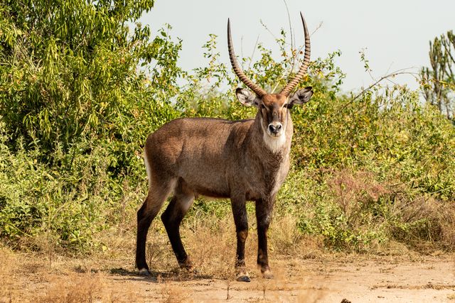 waterbuck in queen elizabeth national park