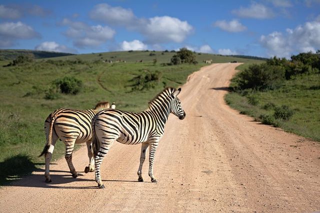 zebras in national park
