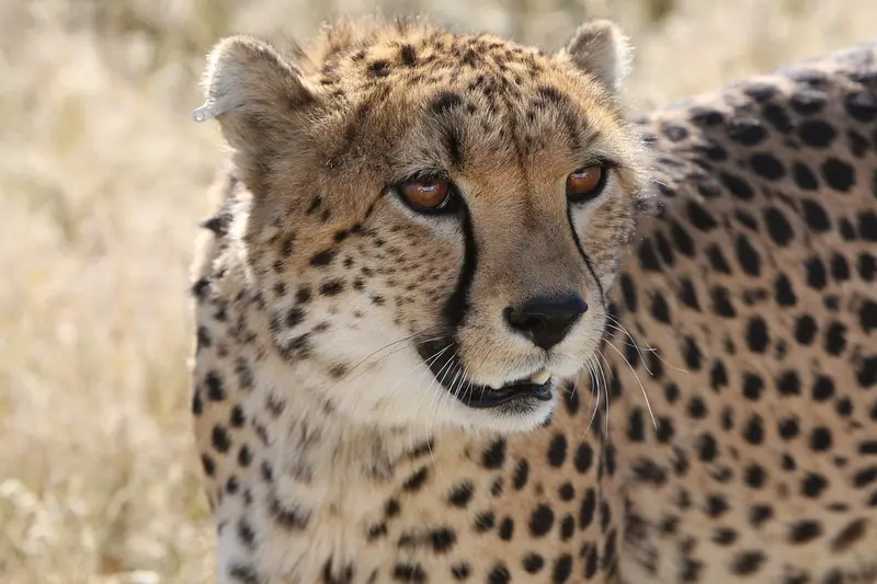 Cheetah in Pian Upe Wildlife Reserve