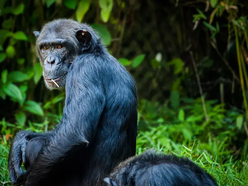 Chimpanzee tracking Kibale Forest Uganda
