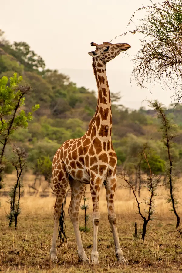 Giraffe in the wildernes