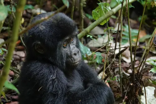 Gorilla spotting in Bwindi Forest