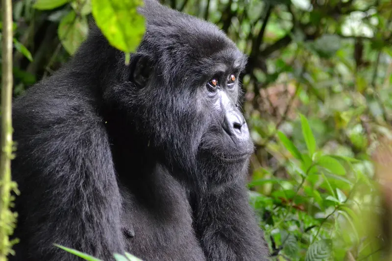 Gorillas in Uganda Bwindi Forest