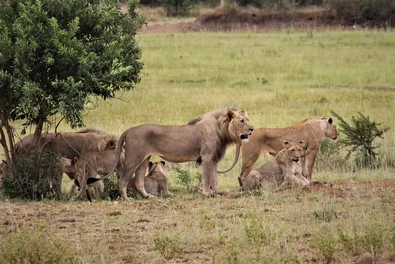 Lions observing the surroundings
