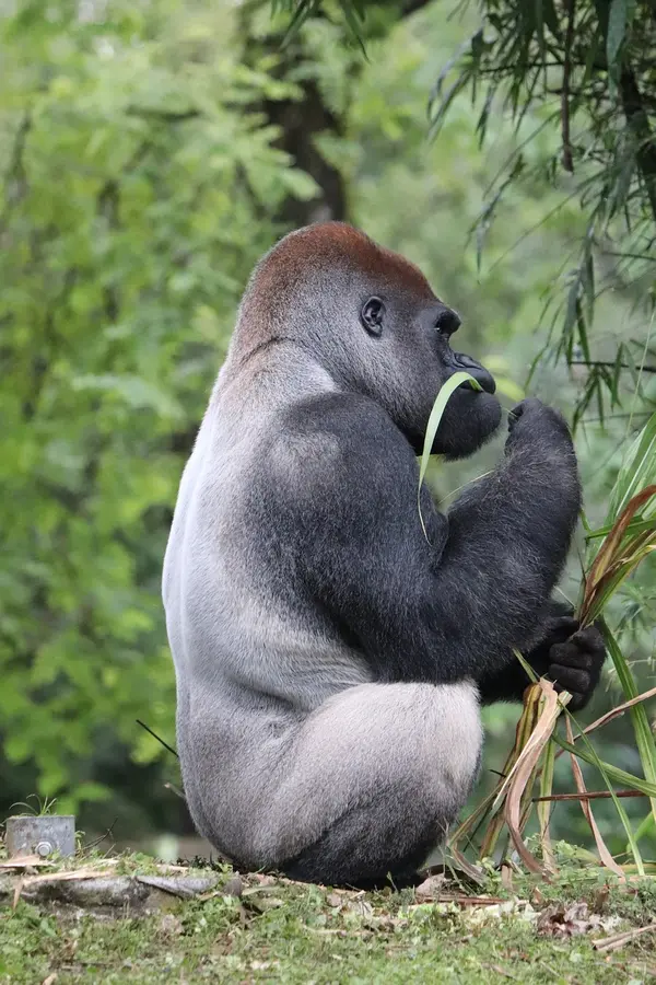 Silverback Gorilla encounter