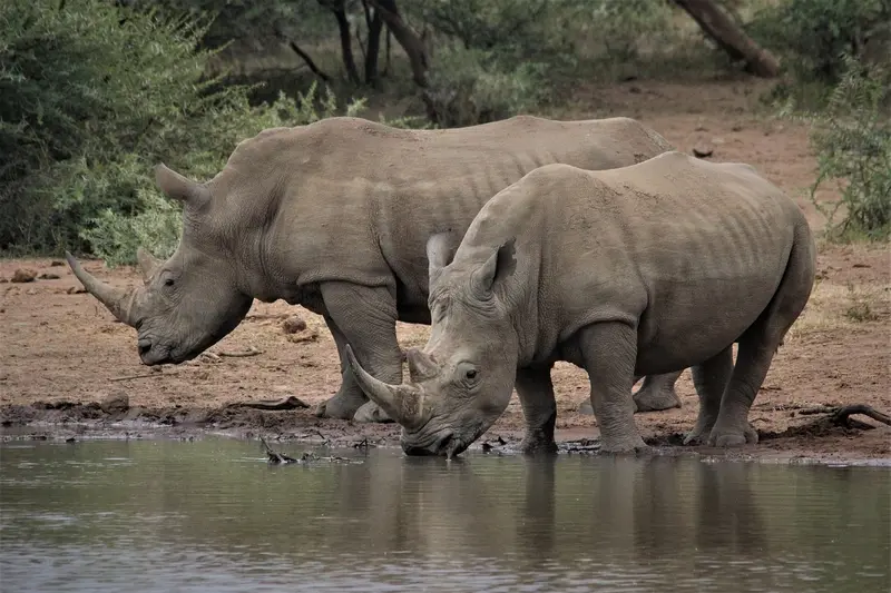 White Rhinos Visit Ziwa Rhino Sanctuary