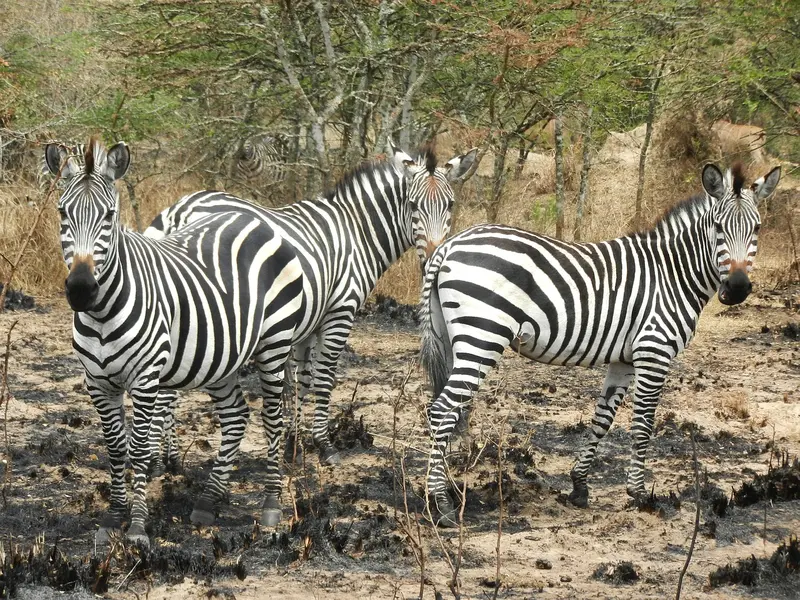 Zebras spotting in national park