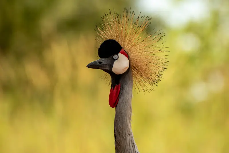 Crested Crane Uganda Bird Watching Safari