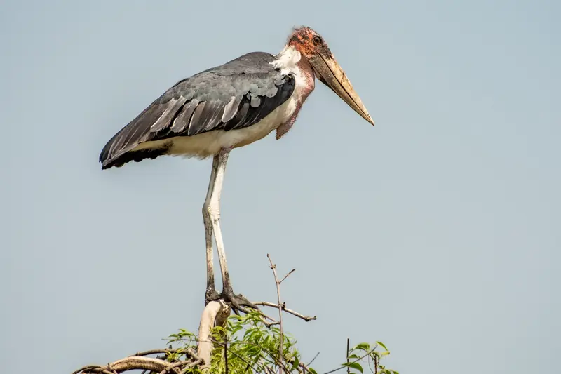 Marabu Strock Uganda