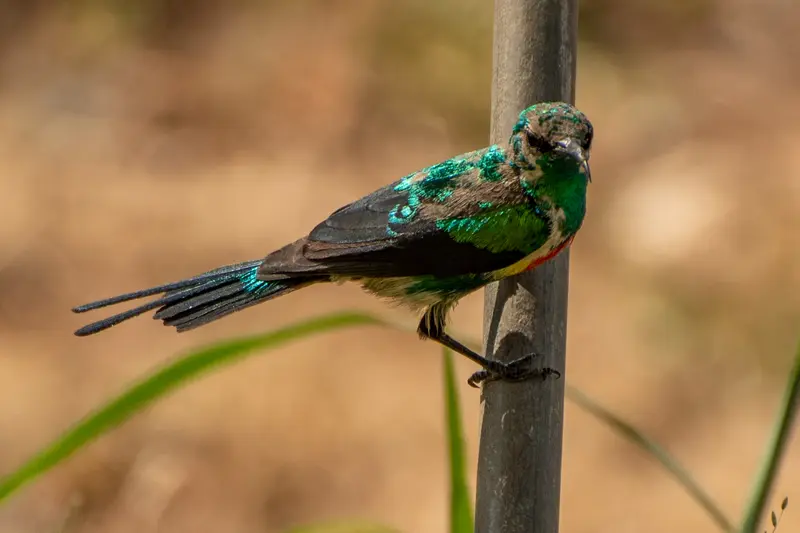 bird watching tour uganda