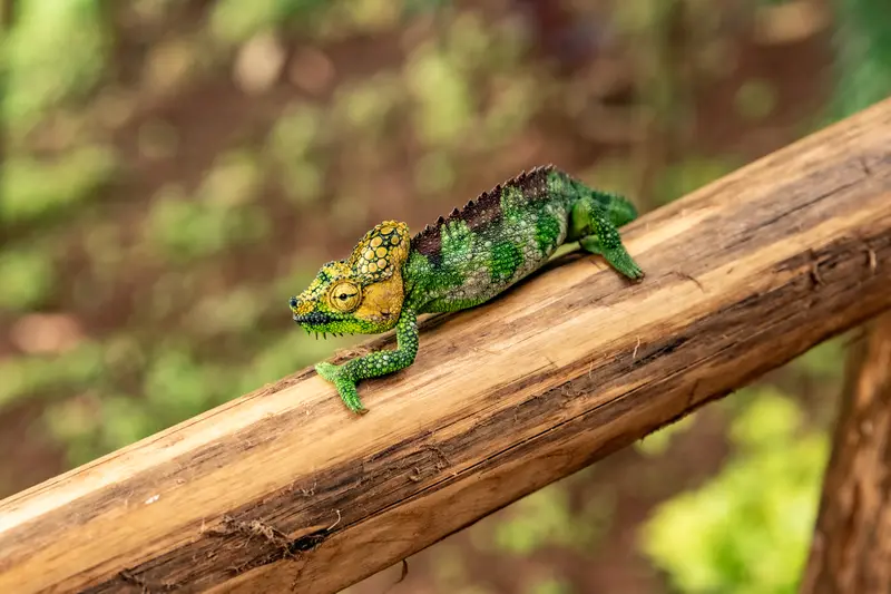 Chameleon auf einem Balken