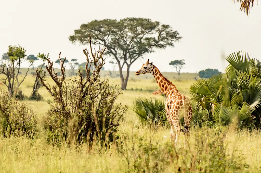 Giraffe in Murchison NP